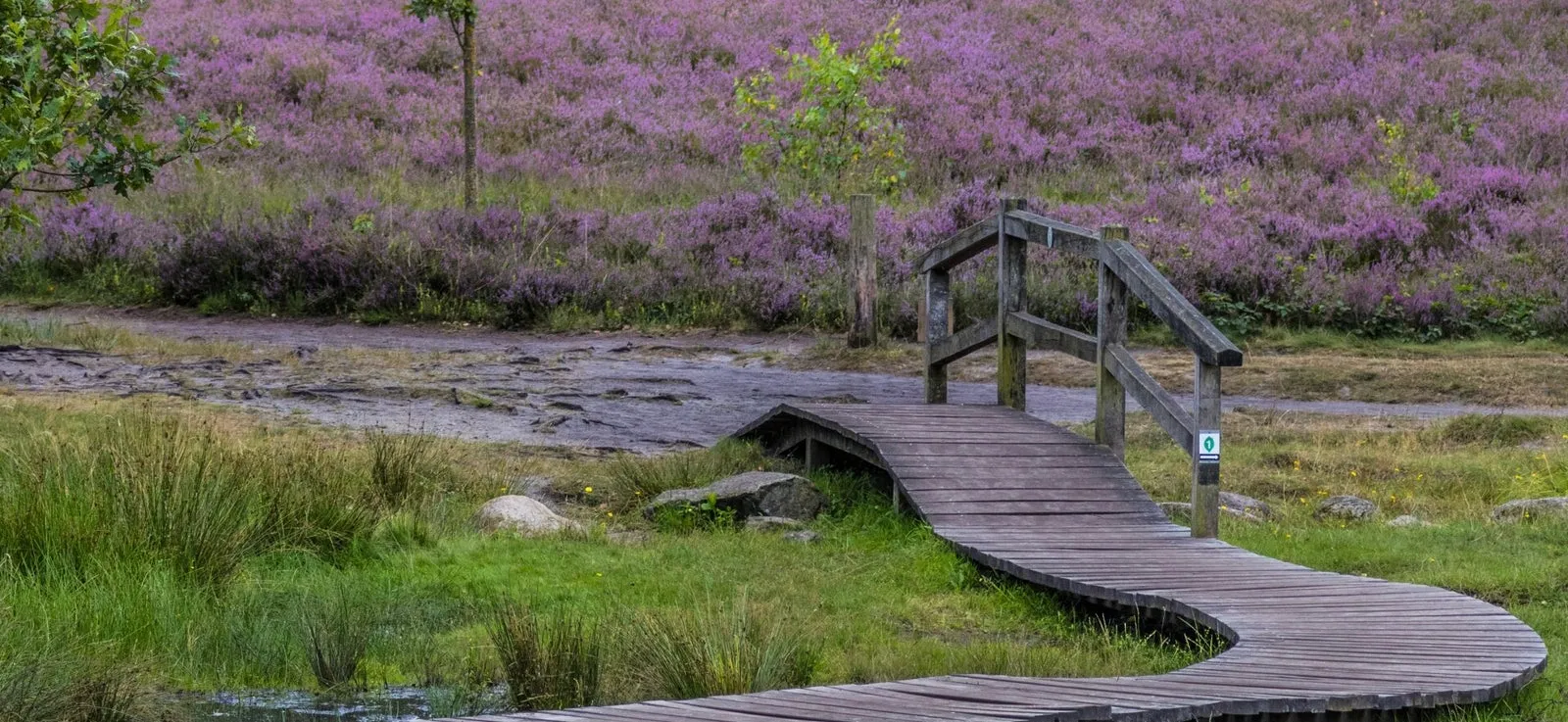 Blühende Heidelandschaft mit Holzsteg in der Nordheide